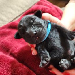 Blue - Black male Labrador Retriever puppy in Siloam Springs, Arkansas from Karemy Kennels (Karemy Labradors)