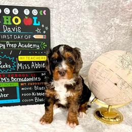 Davis - male Golden Mountain Doodle puppy in Victoria, Texas from Deidre's Doodles