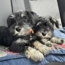 Miniature Schnauzer Puppies from Southern Charm Miniature Schnauzers