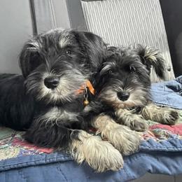 Miniature Schnauzer Puppies from Southern Charm Miniature Schnauzers