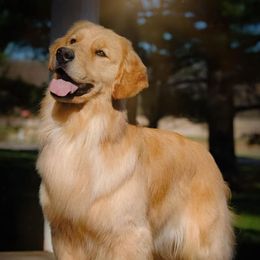 Golden Retrievers and Maltese from Four Seasons