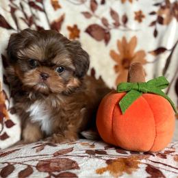 Doc - Black and tan male Shih Tzu puppy in Las Vegas, Nevada from Vegas Shih Tzus