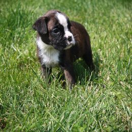 Simon - Brindle male Boxer puppy in Walton, Kentucky from Fast Lane Boxers