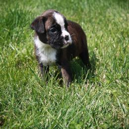 Simon - Brindle male Boxer puppy in Walton, Kentucky from Fast Lane Boxers