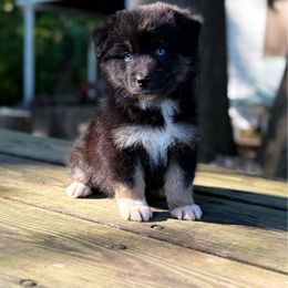 Ridgid - Black tri-color male Australian Shepherd puppy in Coldwater, Michigan from Northern Star Australian Shepherds