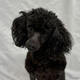 Violet - Poodle