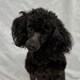 Violet - Poodle