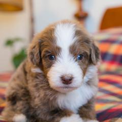 Bloom - female Australian Mountain Doodle puppy in Lafayette, Missouri from Brick House Farm Doodles