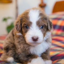 Bloom - female Australian Mountain Doodle puppy in Lafayette, Missouri from Brick House Farm Doodles