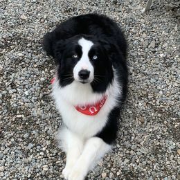 Navie - Australian Shepherd