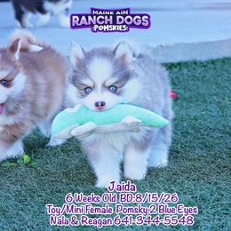 Jaida - Blue female Pomsky puppy in Humeston, Iowa from M.A.R. Dogs