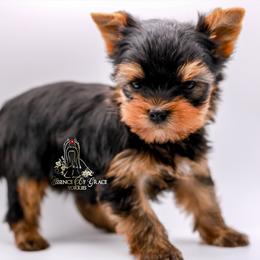 Yorkshire Terrier Puppies from Essence of Grace Yorkies