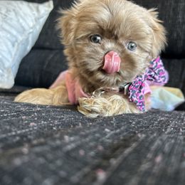 Poodle and Shih Tzu Puppies from Royalti Pups