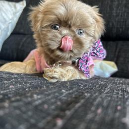 Poodle and Shih Tzu Puppies from Royalti Pups