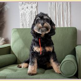 Clove - Black and tan male Cockapoo puppy in Connersville, Indiana from Deaz Doodle Ranch