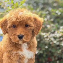 Tigress - Red  female Goldendoodle puppy in Rose Hill, North Carolina from Red Door Canines