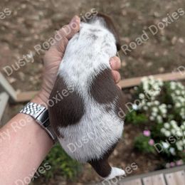 Clara - Chocolate and tan female Dachshund puppy in Blanchard, Oklahoma from Dusty Road Doxies