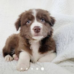 Australian Shepherd Puppies from Augusta Aussies