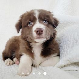 Australian Shepherd Puppies from Augusta Aussies