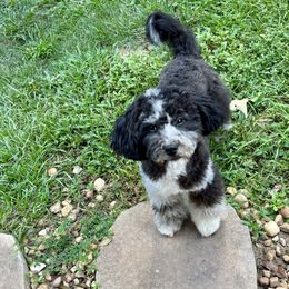 Boy 4 - male Aussiedoodle puppy in Atlanta, Georgia from ADreamcatchers Doodles