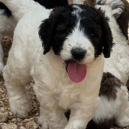 Waylon - Black and white male Saint Berdoodle puppy in San Antonio, Texas from Mammoth Doodles