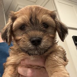 Girl 1 - Red brindle female Havanese puppy in Walpole, Massachusetts from Golden Glen Havanese
