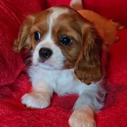 Baby Boy - Blenheim male Cavalier King Charles Spaniel puppy in Willows, California from Cavaliers by Patricia Green