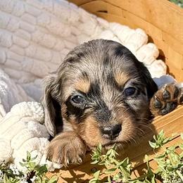 Diane (AKC) - Dapple female Dachshund puppy in Valley Springs, California from River Breeze Dachshunds