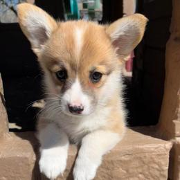 Bingo - Red female Pembroke Welsh Corgi puppy in Goldthwaite, Texas from Everlove Pembroke Welsh Corgis