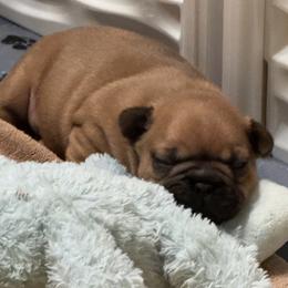 Boy 2 - Fawn male French Bulldog puppy in Litchfield, Ohio from Rock N’ Roll Frenchies