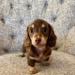 Denver - Chocolate and cream male Dachshund puppy in Fort Gibson, Oklahoma from Cooper’s Dachshunds