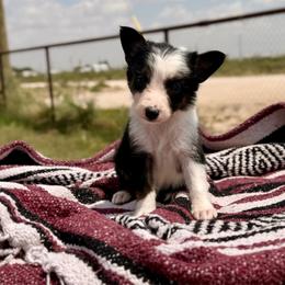 Dare - Tri-color female Border Collie puppy in Odessa, Texas from High Velocity Stockdogs