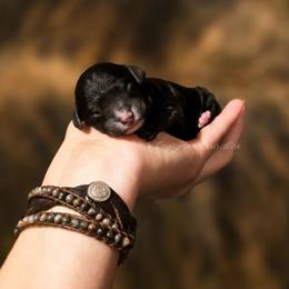 Zora - Black and white female Aussiedoodle puppy in Centreville, Mississippi from Trin's Designer Doodles