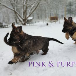 German Shepherd Puppies from Reddington Shepherds