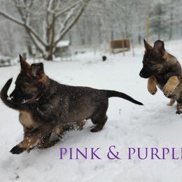 German Shepherd Puppies from Reddington Shepherds