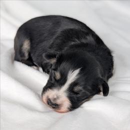 Girl 2 Purple - Black tri-color female Australian Shepherd puppy in Yakima, Washington from Naches Heights Ranch