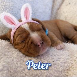Peter - Ruby male Cavalier King Charles Spaniel puppy in London, Arkansas from Frosty’s Cavaliers