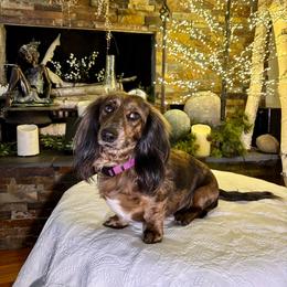 Willow - Dachshund