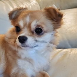 Chihuahua Puppies from Fine Whines & Lickers