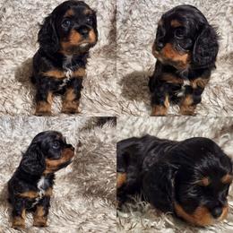 Cavalier King Charles Spaniel and Siberian Husky Puppies from Southern Edge Kennel