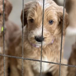 Purple Collar - Paris (France) - Apricot female Goldendoodle puppy in West Sacramento, California from Pomegranate Doodles