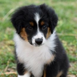Socks - Black tri male Miniature Australian Shepherd puppy in Wichita Falls, Texas from Shooting Stars Ranch Toy and Mini Aussies