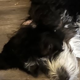Bernedoodles from Sandi Piercy