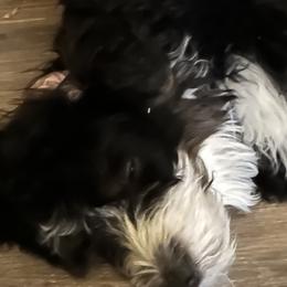 Bernedoodles from Sandi Piercy