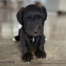 Caramel - Liver female Miniature Schnauzer puppy in South Jordan, Utah from Kelli Palmer