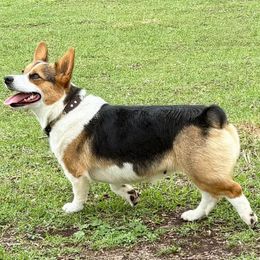 Lady - Pembroke Welsh Corgi