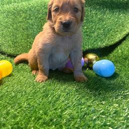 Sarah - Golden female Golden Retriever puppy in Sandy, Oregon from Treasured K-9s