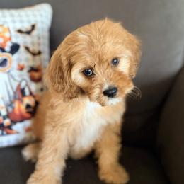 Blackie - Apricot male Cavapoo puppy in Mc Kinney, Texas from Safari Doodles