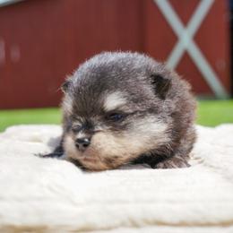 Littlefoot - Black male Pomeranian puppy in Bethel, Ohio from J&A Poms