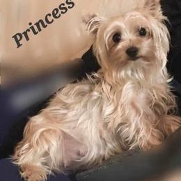 Princess - Yorkshire Terrier